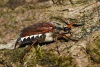 Melolontha melolontha