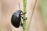 Chrysolina fuliginosa