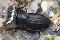 Silpha carinata