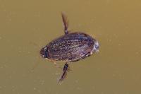 Acilius sulcatus