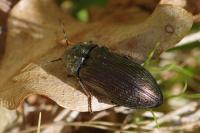 Selatosomus latus
