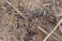 Mesosa nebulosa