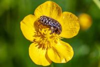 Oxythyrea funesta