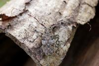 Mesosa nebulosa