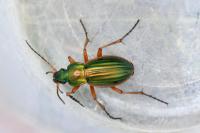 Carabus auratus