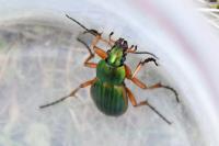 Carabus auratus