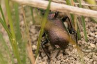 Calosoma inquisitor