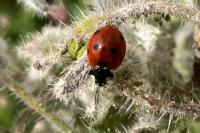 Coccinella septempunctata