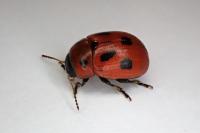 Gonioctena fornicata