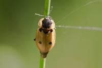 Dendroxena quadrimaculata
