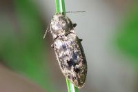 Prosternon tessellatum