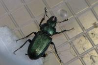 Platycerus caraboides