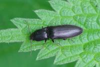 Ectinus aterrimus