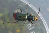 Malachius bipustulatus