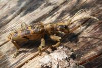 Rhagium sycophanta