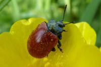 Chrysomela populi