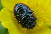 Chrysomela populi