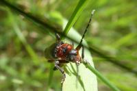 Cantharis rustica