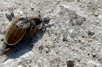 Dendroxena quadrimaculata