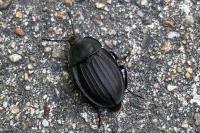 Silpha carinata