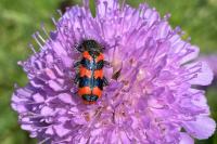 Trichodes alvearius