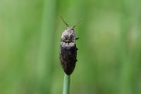 Agrypnus murinus