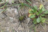 Cicindela campestris