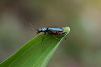 Malachius bipustulatus