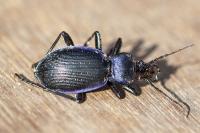 Carabus problematicus
