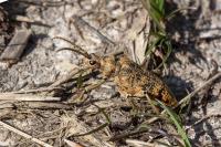 Rhagium sycophanta