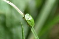 Cassida viridis