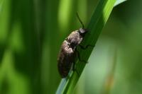 Agrypnus murinus