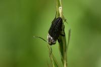 Cidnopus pilosus