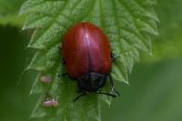 Chrysomela populi