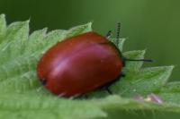 Chrysomela populi