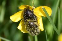 Oxythyrea funesta