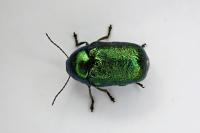 Cryptocephalus