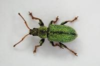 Phyllobius betulinus