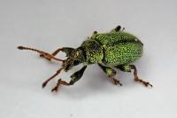 Phyllobius betulinus