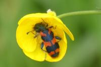 Trichodes alvearius