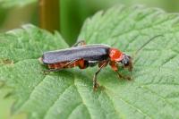 Cantharis pellucida