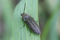 Cidnopus pilosus