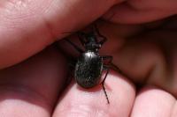 Calosoma inquisitor