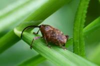 Curculio glandium