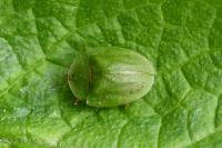 Cassida viridis