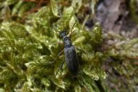 Grammoptera ruficornis