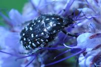 Oxythyrea funesta