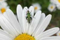 Oedemera nobilis