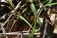 Carabus auratus