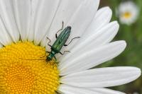Oedemera nobilis